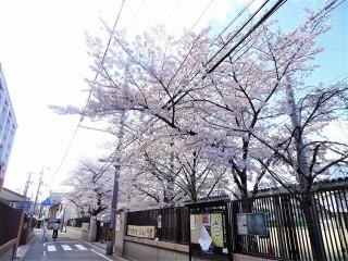 満開の桜で新年度を迎えることができました。