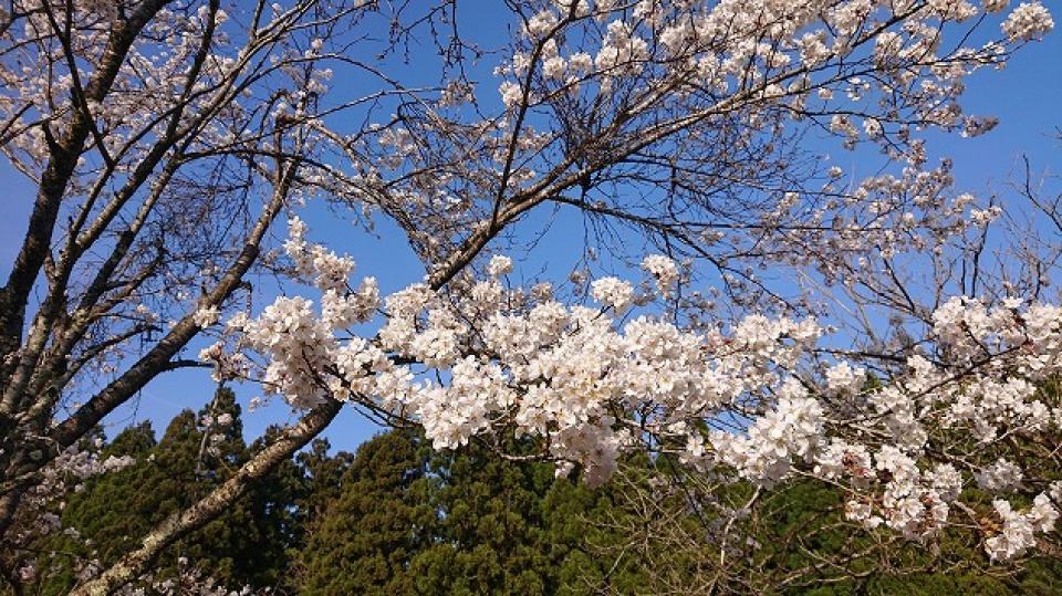 湖西施設の桜、今年も綺麗に咲きました（橡生の里）
