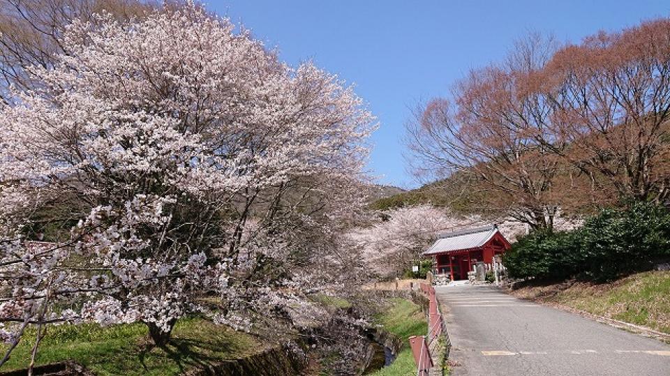 高島市の桜