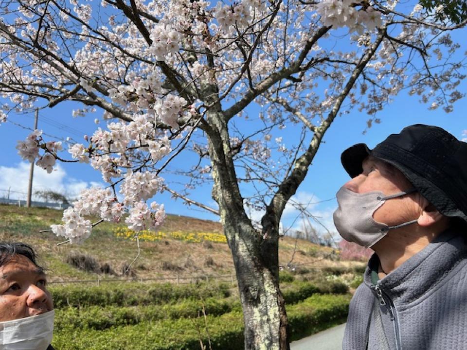 桜の木（さわやか荘）
