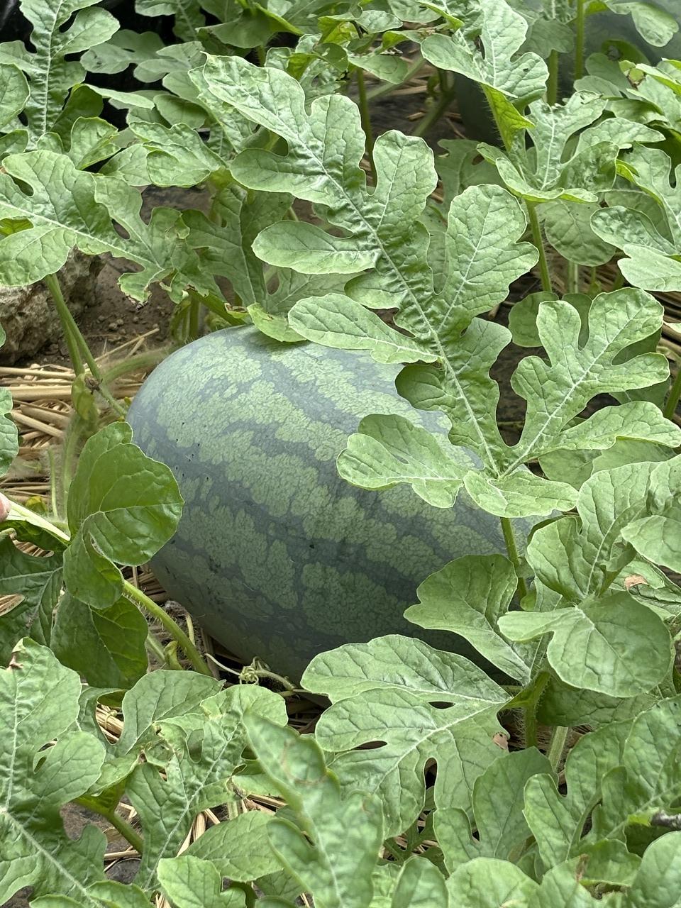 「夏野菜の収穫を行いました！」　（ひきふね）